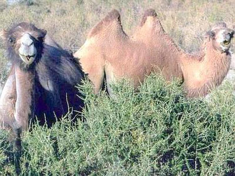 Sanita': cammelli causa epidemia Mers, scoperto virus vivo in 2 animali