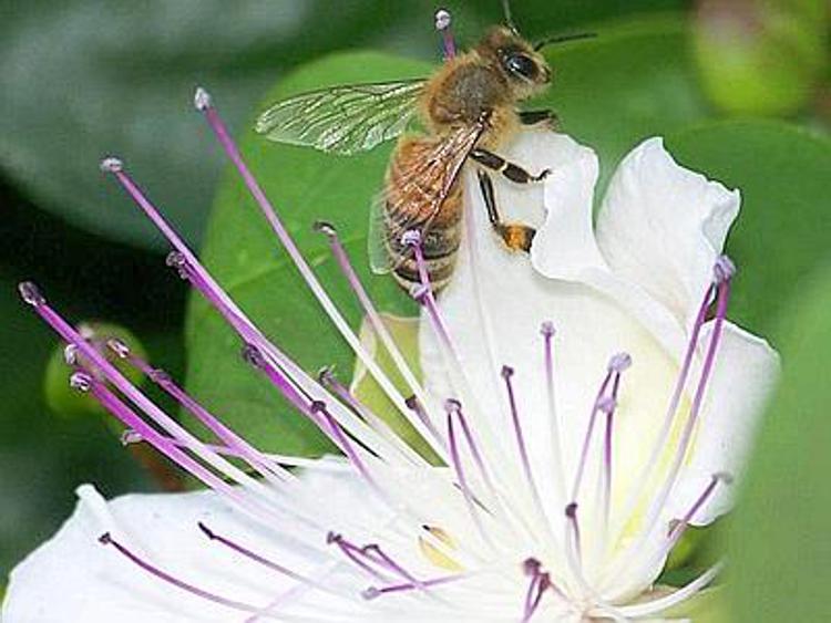 Nel 79% delle piante ornamentali europee pesticidi killer delle api