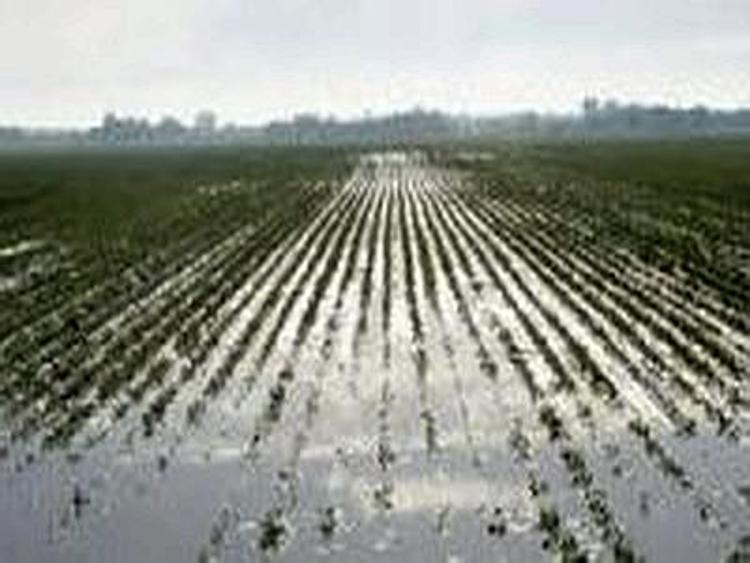 Maltempo, aziende agricole padovane in ginocchio: Cia chiede stato calamità