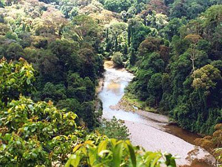 Asia Pulp and Paper Group recupererà 1 mln di ettari di foresta in Indonesia