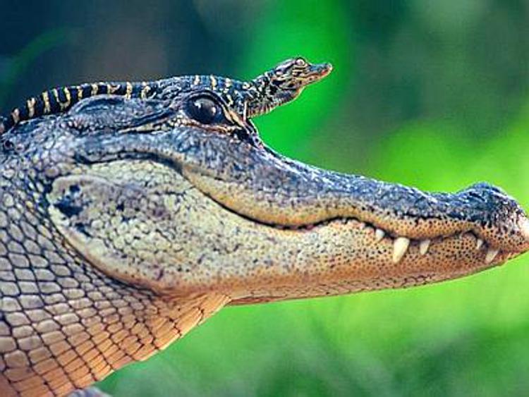 Sicuro e al calduccio sulla testa di mamma, l'orgoglio del piccolo alligatore/ FOTO