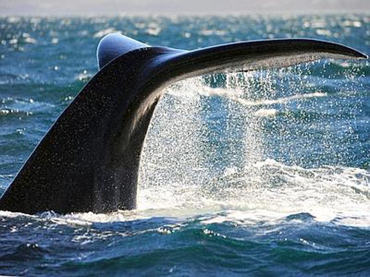 Carne di balena e avorio, migliaia di prodotti in vendita on-line su Rakuten