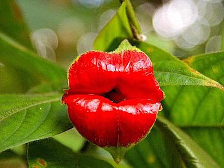 Un bacio dalla natura. L'incanto del fiore di Psychotria /FOTO
