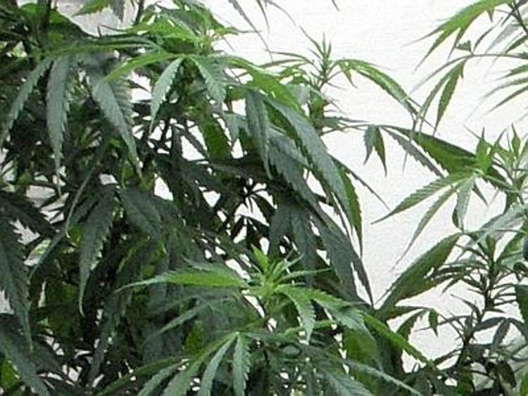 Legalizzazione marijuana in Uruguay, un grammo costerà meno di un dollaro