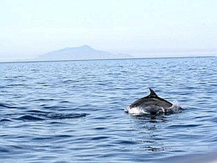Oltre 20 delfini avvistati nell'area marina di Punta Campanella