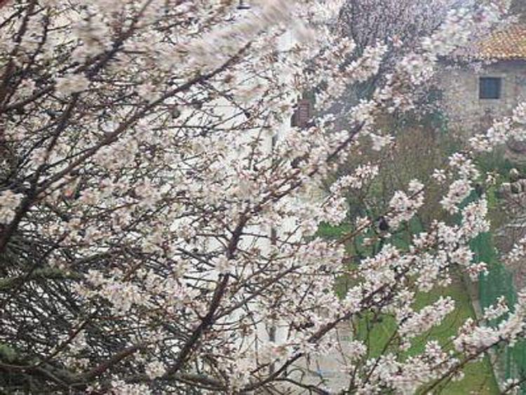 Salute: primavera anticipata fa esplodere allergie 'invernali'