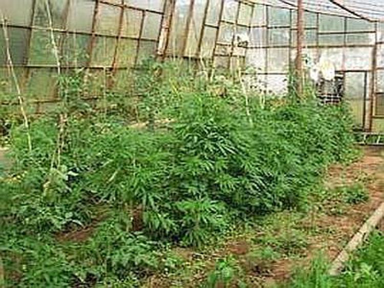 Sanita': giudice ordina ad Asl di fornire farmaci a base cannabis