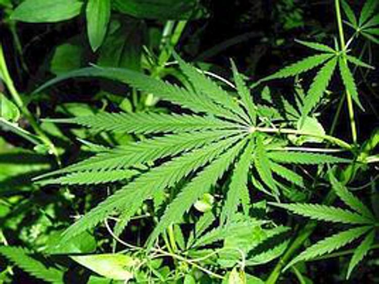 Giudice ordina ad Asl di fornire farmaci a base cannabis