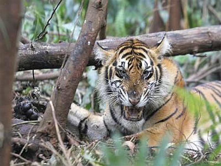 Dal 2009 ad oggi aumentata di oltre il 60% la popolazione di tigri in Nepal