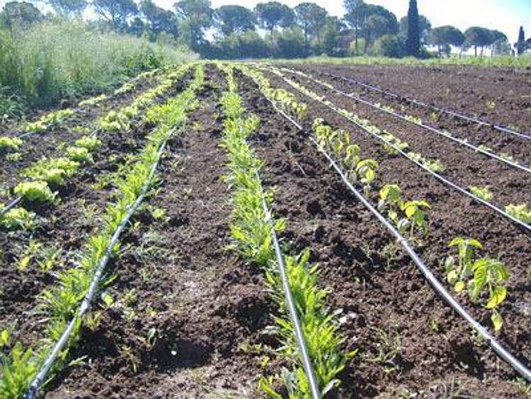 Tutelare le produzioni agricole della Valle del Sacco, è la richiesta di Slow Food Lazio
