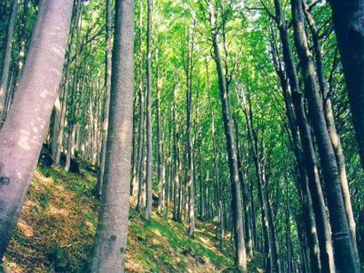 Da Inea e Rete Rurale nazionale proposte per una nuova politica delle foreste