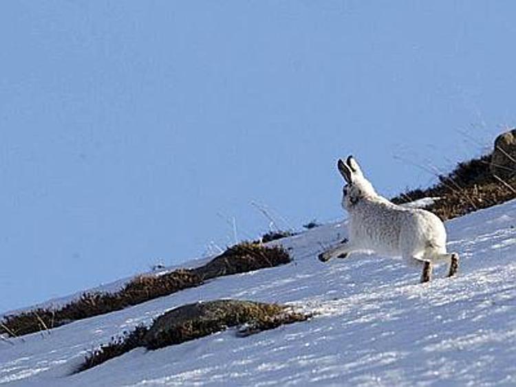 Bianca e saltellante, la lepre artica tra le nevi delle Highlands