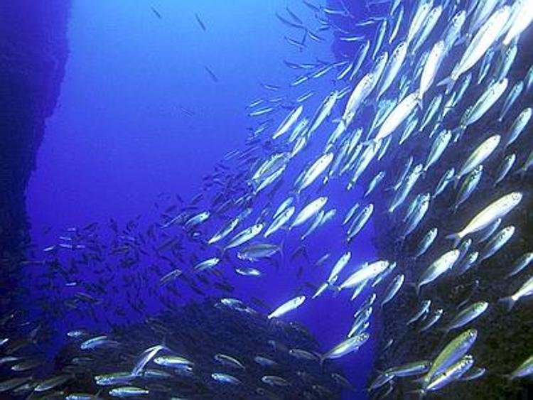 Pesce da acquacoltura sostenibile per un minore impatto ambientale in tavola