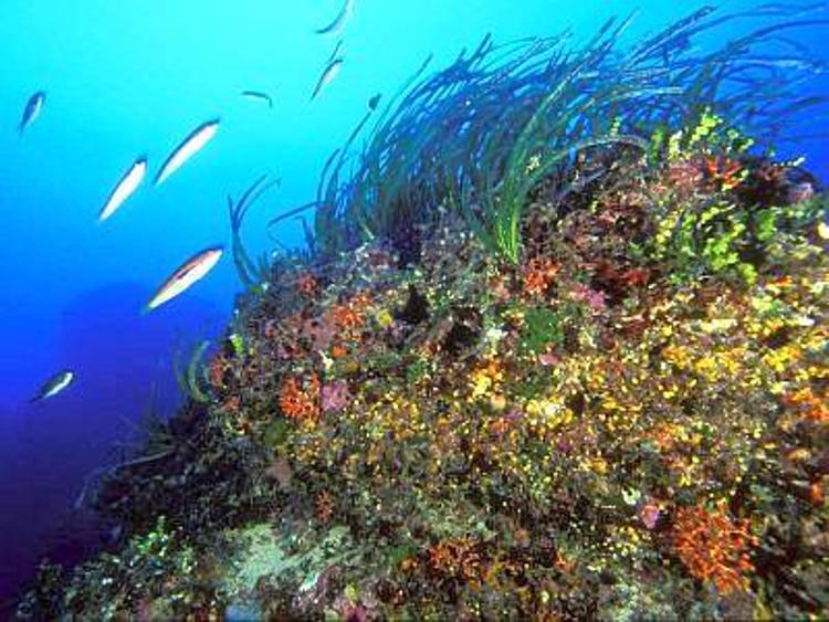 A rischio la fruttificazione della Posidonia oceanica nel Mar Mediterraneo