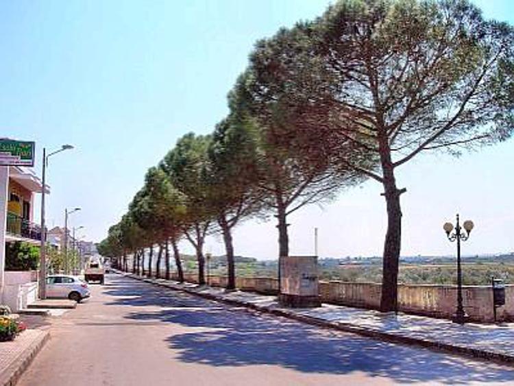 A Nociglia la pista ciclabile minaccia i pini italici e il caso approda alla Camera