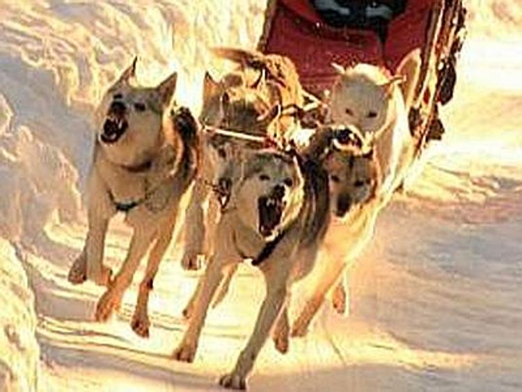 Sulla neve con le slitte trainate dagli Husky, a Bagolino la gara di sleddog