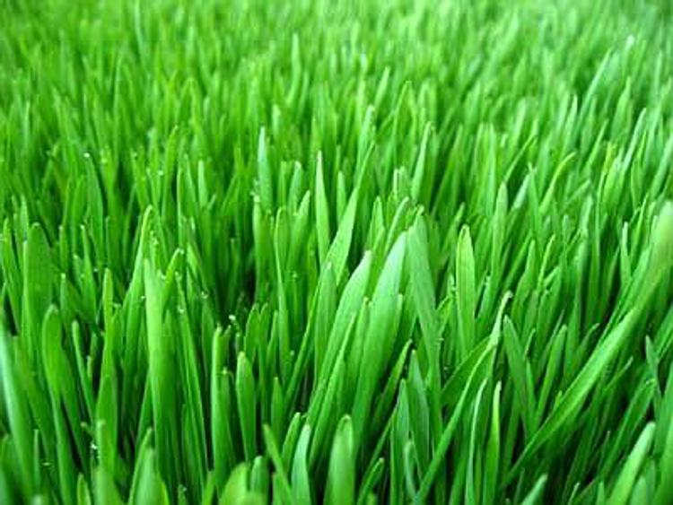 L'erba artificiale green 'made in Italy' ottiene il brevetto americano