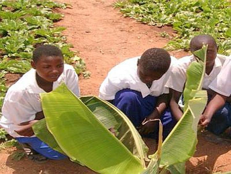 Africa 'terra promessa' per le coltivazioni geneticamente modificate