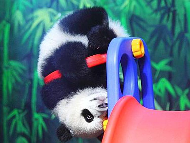 In altalena o sullo scivolo, le acrobazie del piccolo panda gigante/ FOTO