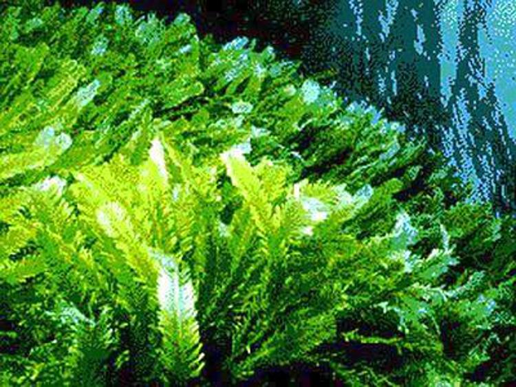 Biometano dalle alghe, dal laboratorio alla commercializzazione