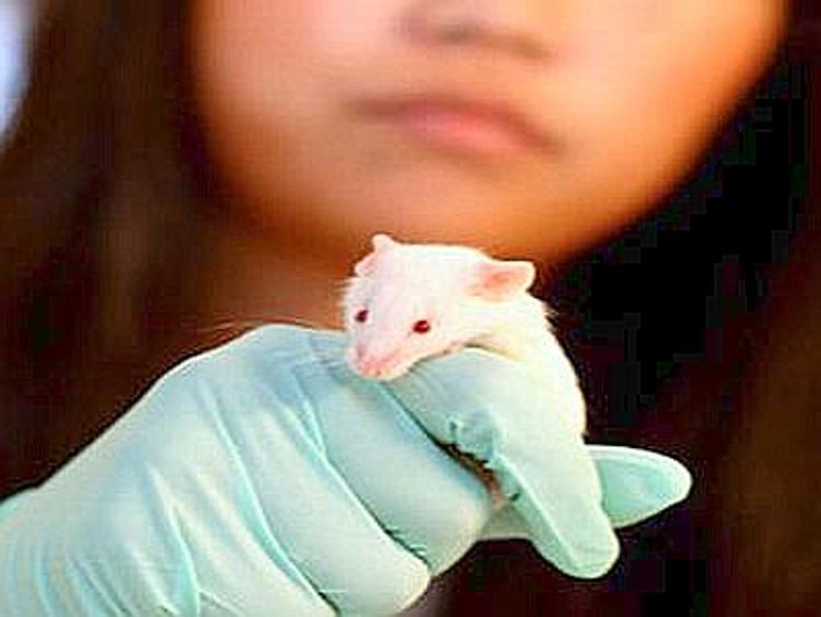 Oltre 9 mln di animali sottoposti a test per sicurezza sostanze chimiche
