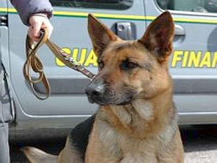 Matera, controlli Gdf: fiuto cani fa scoprire ingente carico di eroina