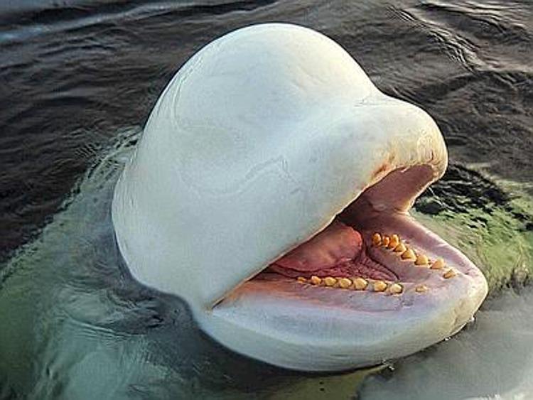 La triste storia del beluga Petrovich, dal mare alla cattività
