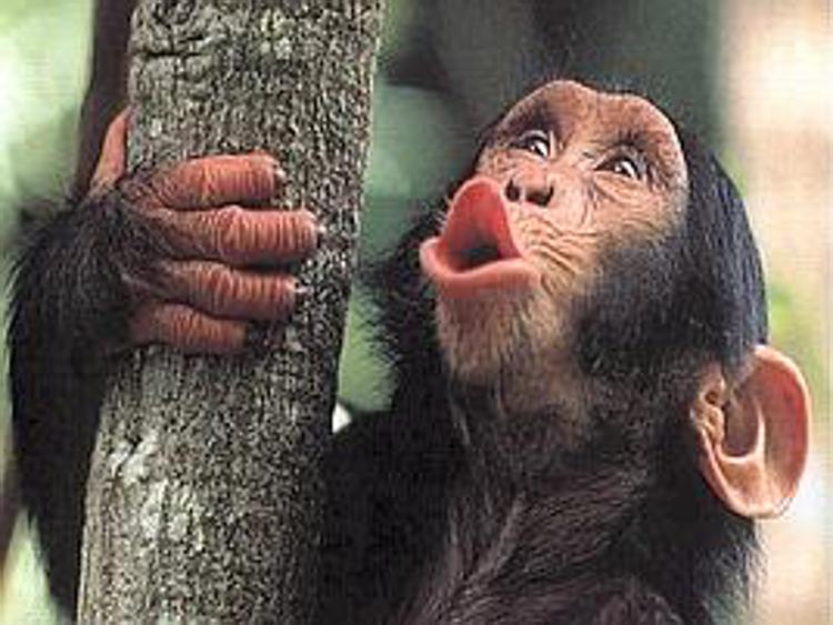 Scimmia controlla con la mente animale 'avatar'