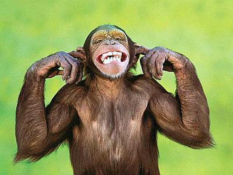 Ricerca: cervello scimmia usato per controllare animale 'avatar'