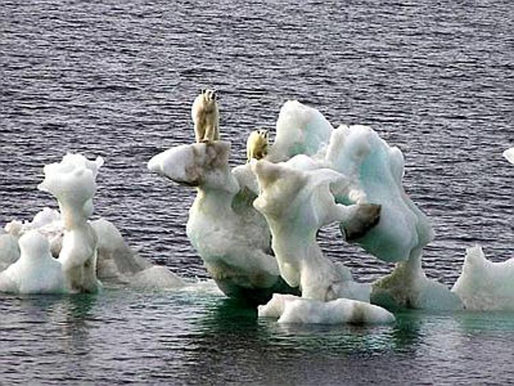 Allarme per l'orso polare, Wwf lancia una campagna per la salvaguardia