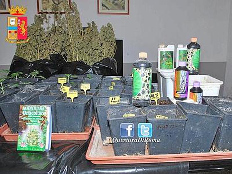 Roma, sette chili di marijuana coltivata in casa: arrestato 42enne romano