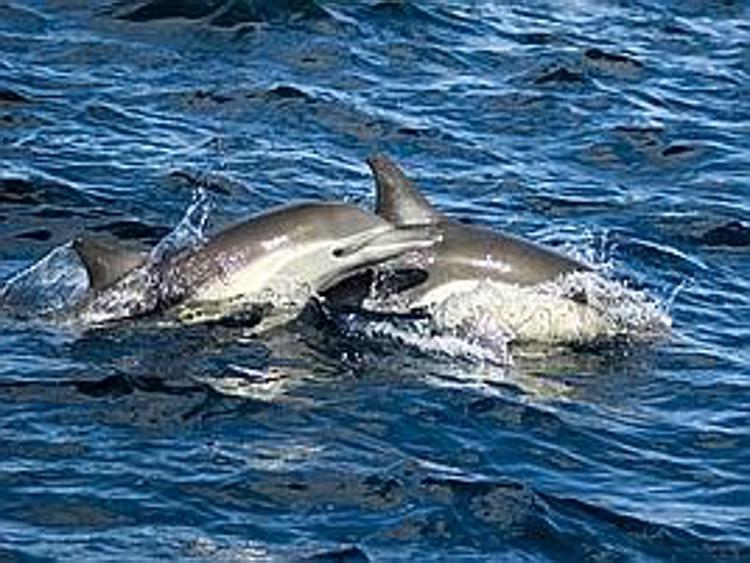 Petizione Lav contro delfini-clown, governo vari legge