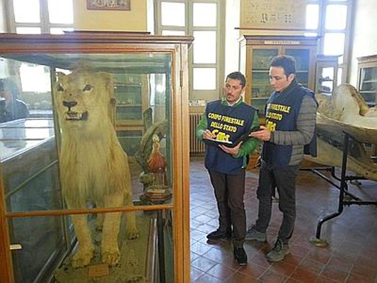 Museo faunistico 'dimenticato' in scuola di Lecce, sequestro del Corpo Forestale