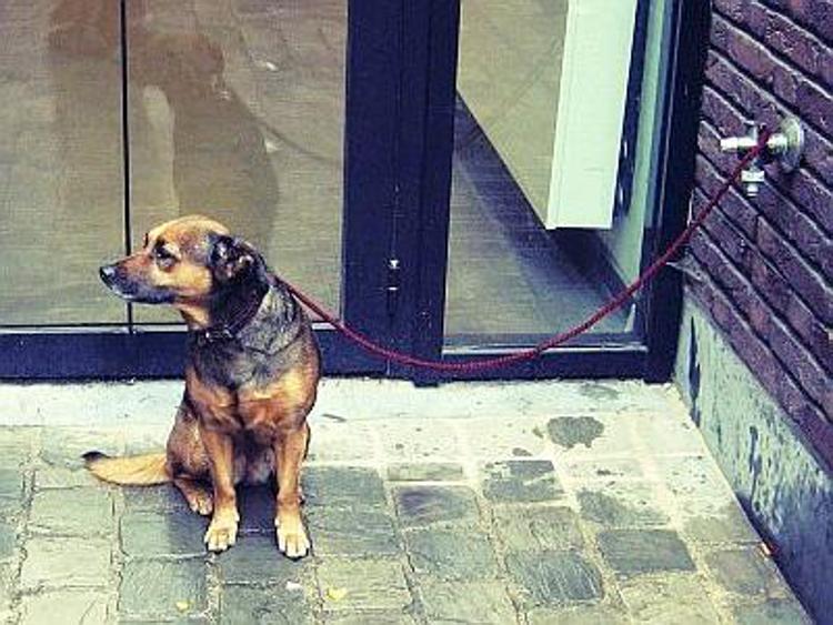 Roma, rapisce un cane e chiede il riscatto: arrestato dai Carabinieri