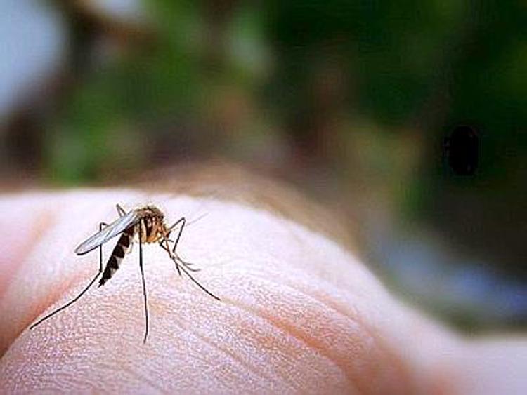 Zanzare con malaria come arma biologica, l'impiego studiato durante il nazismo