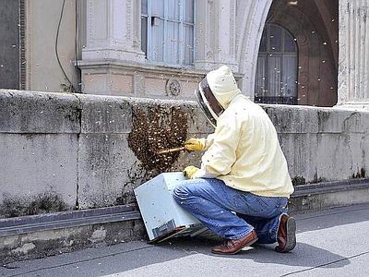 Sciame d'api si ferma sul terrazzo del Comune di Milano, interviene apicoltore
