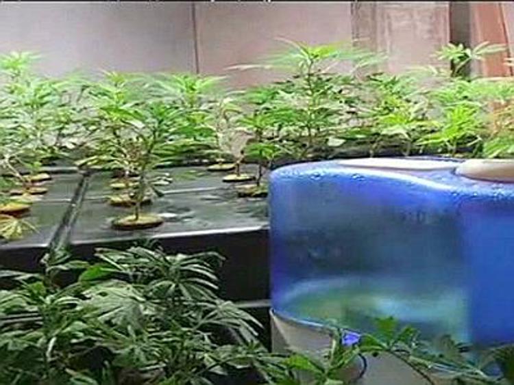 Scoperto a Vaiano capannone con serre per coltivazione 'industriale' di cannabis
