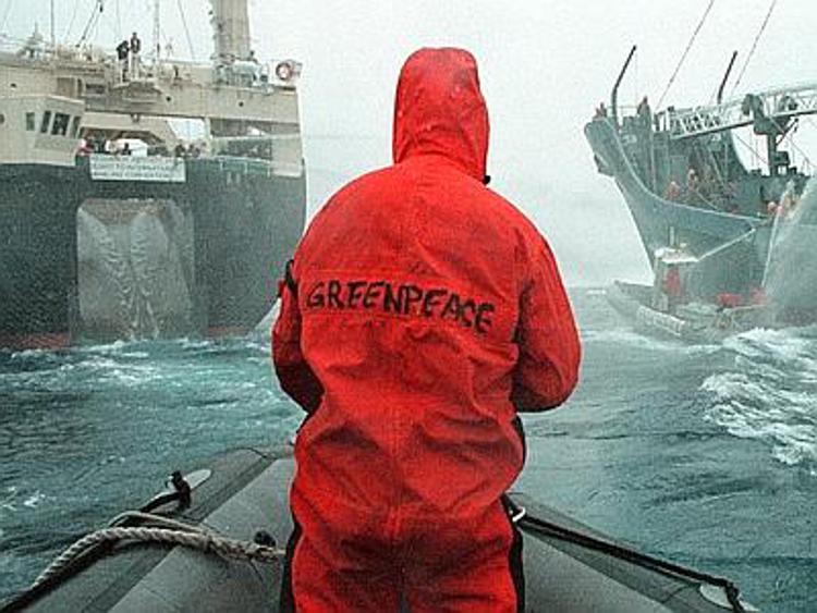 Cambio al vertice di Greenpeace Italia, Andrea Purgatori è il presidente