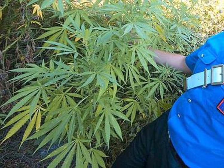 Coltiva marijuana in parco comunale a Valderice nel trapanese, arrestato studente