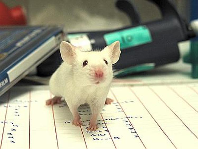 Animali: report, oltre 9 mln sottoposti a test per sicurezza sostanze chimiche