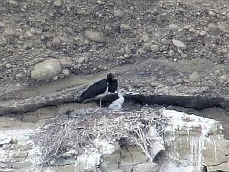Coppia di cicogna nera si riproduce nel parco Appennino Lucano