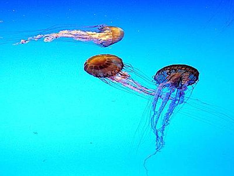 Dalle meduse campanello d'allarme per biodiversità nel Mediterraneo