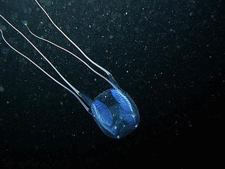 Sono quattro  le specie di meduse aliene sicure rinvenute nel Mediterraneo