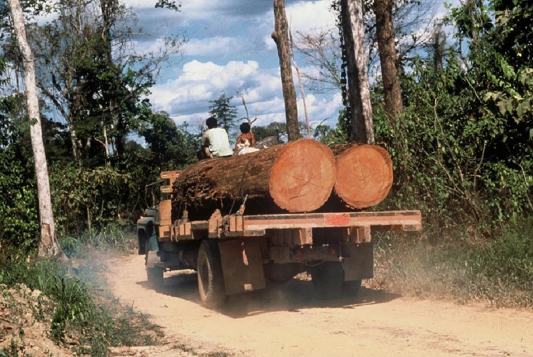 Amazzonia - deforestazione (Wwf)