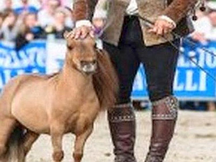 Avevano rubato 'Charlie': il cavallo più piccolo del mondo, arrestati