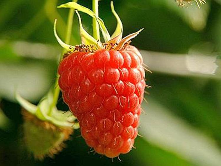 In Trentino ricercatori da tutto il mondo per difendere  i 'piccoli frutti'
