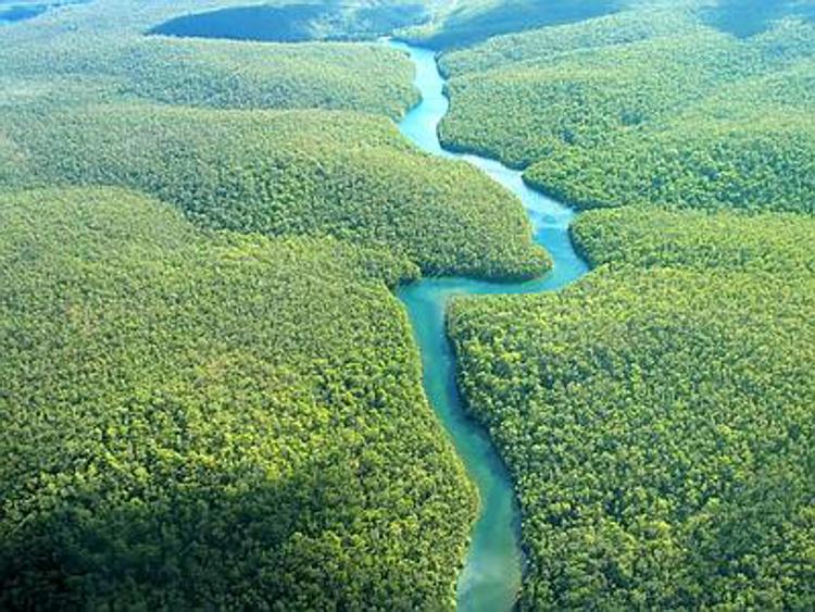 Campagna Wwf contro la distruzione della foresta amazzonica