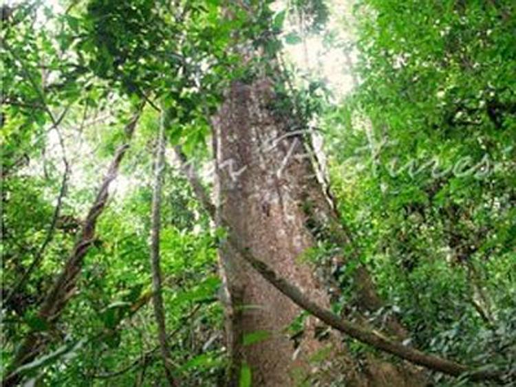 Fao, area forestale e' diminuita di circa 5,3mln ettari l'anno