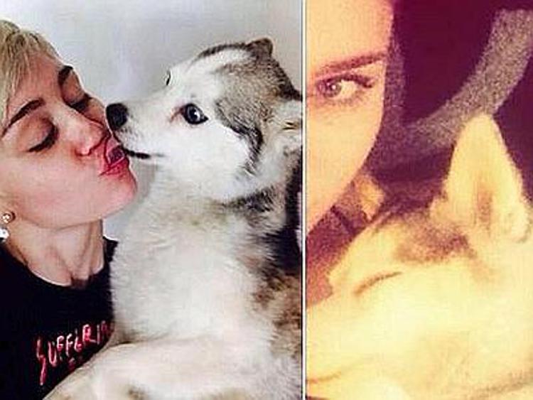 Miley Cyrus in lacrime sul palco per la morte del cane: ''Come farò senza di lui''