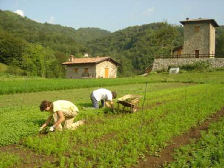 15 milioni di italiani fanno la spesa dal contadino